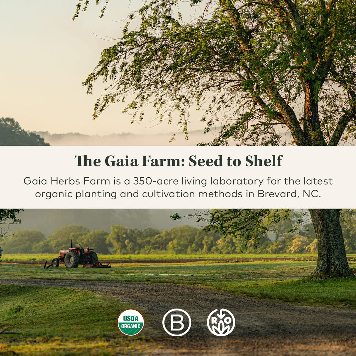 Gaia Herbs Reflux Relief, with Marshmallow Root, Chamomile, Aloe, Helps with Occasional Heartburn & Relieve Indigestion 45 Chewable Tablets