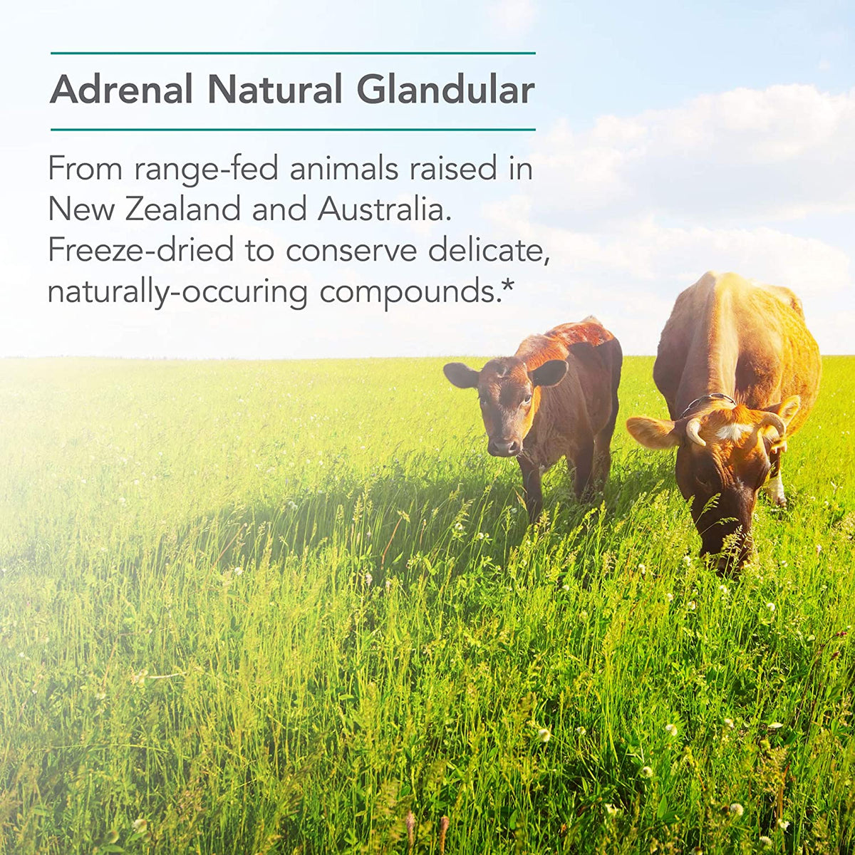 Nutricology Adrenal , Natural Glandular – Stress, Energy & Adrenal Support 150 Veg caps