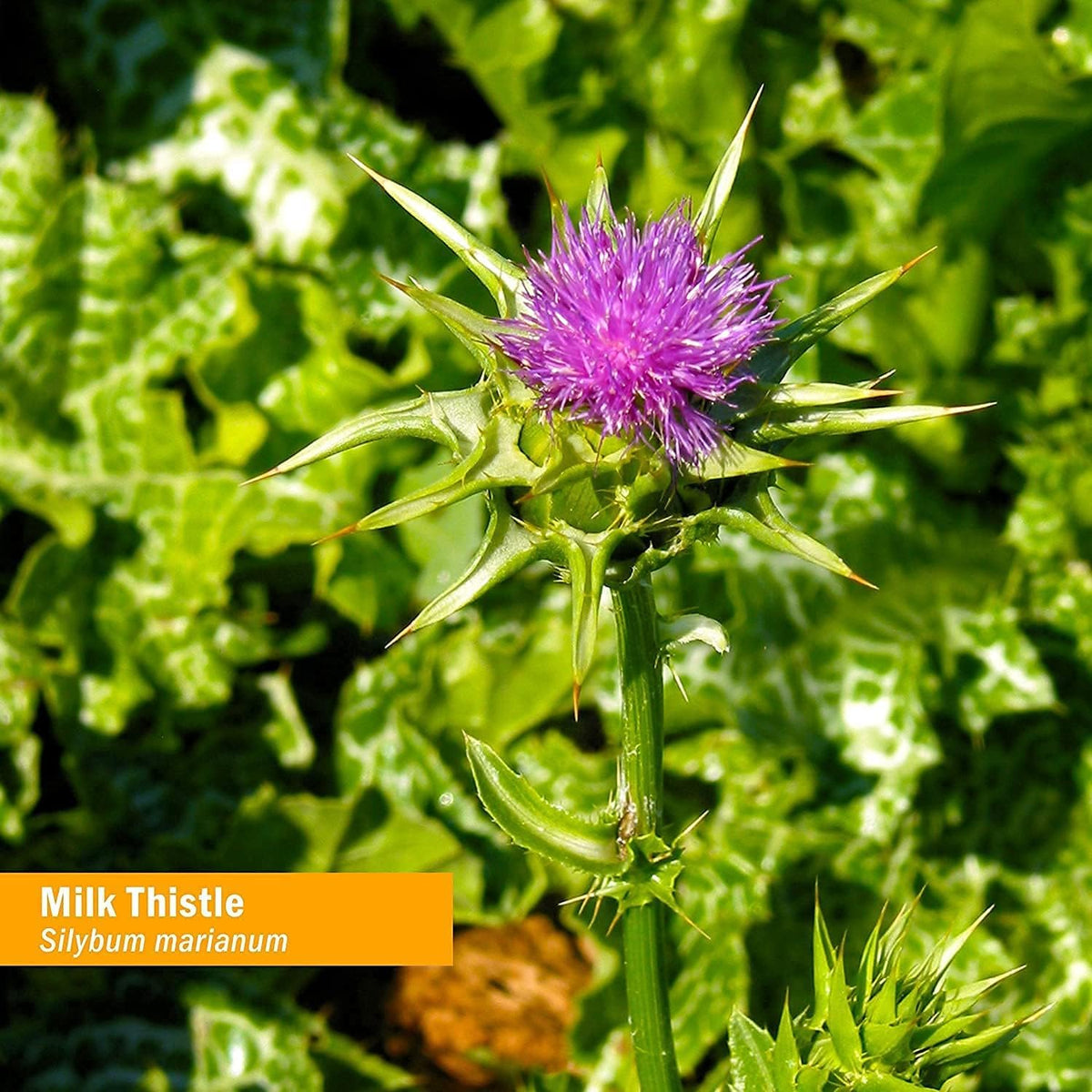 Herb Pharm - Milk Thistle, Seed Extract for Liver Function Support, 30ml