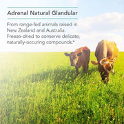 Nutricology Adrenal , Natural Glandular – Stress, Energy & Adrenal Support 150 Veg caps