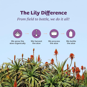 Lily Of The Desert Aloe Vera Inner Fillet Natural Digestive Support & Overall Wellness 946ml